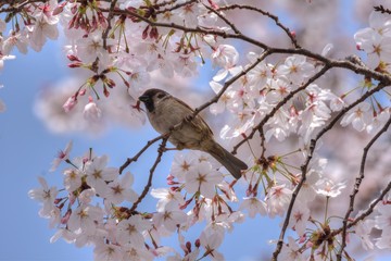 桜と雀