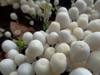 close up shoot of mushroom in the nature