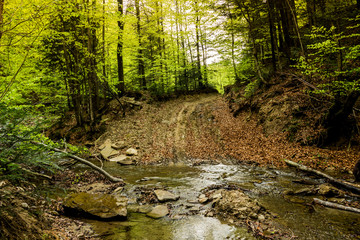 Obraz premium a forest river