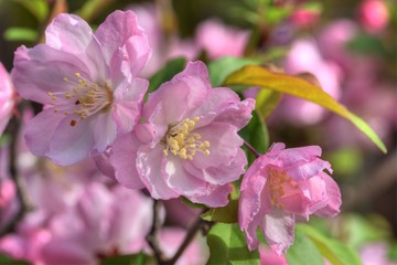 Fototapeta premium ハナカイドウ