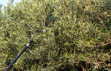 Harvest olives in Sicily