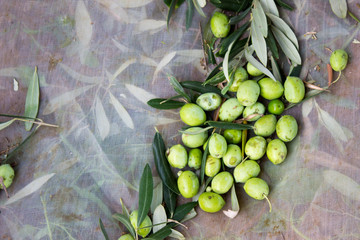 Harvest olives in Sicily