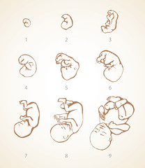 The development of the fetus of the child. Vector drawing