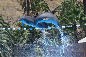 Delphin © Stephan von Mikusch