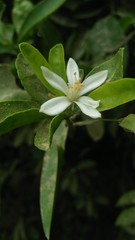 flower in the garden