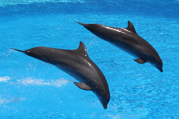 Delphin © Stephan von Mikusch