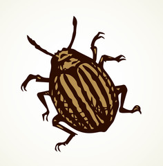 Colorado beetle. Vector drawing