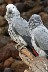 Graupapagei