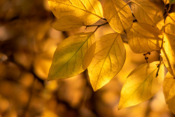 Obraz premium Branch with yellow leaves in sunset colors. Closeup.