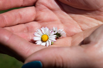 white chamomile on the woman hands