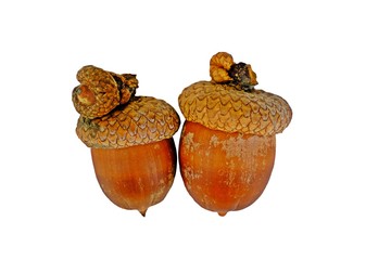 Red oak acorns isolate on white background.