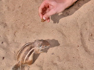 Ecureuil de barbarie