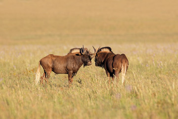 Obraz na płótnie Canvas A pair of black wildebeest (Connochaetes gnou) in open grassland, Mountain Zebra National Park, South Africa.