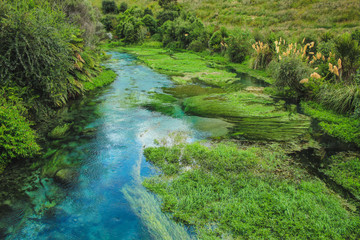 Beautiful scenery at Blue Spring in Putaruru between Hamilton and Rotorua, North Island, New Zealand