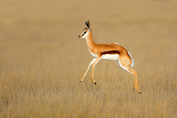 Jumping springbok antelope (Antidorcas marsupialis) in natural habitat, South Africa.