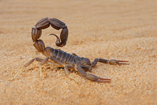 Granulated thick-tailed scorpion (Parabuthus granulatus), Kalahari desert, South Africa .