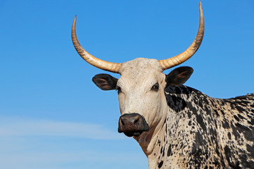 Portrait of a Nguni  cow - indigenous cattle breed of South Africa.