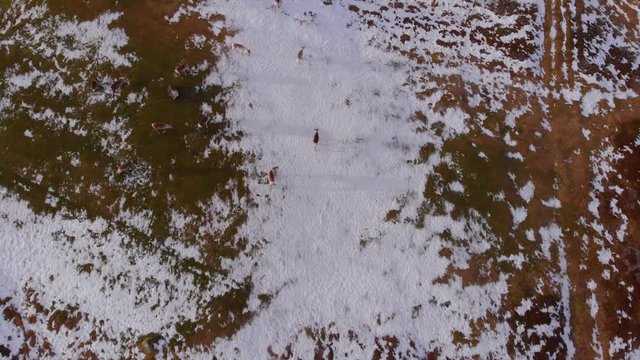 4K Aerial View of Drone Following a Reindeer Herd Walking on the Snow Covered Barren Landscape in Bj&ouml;rkliden, Abisko National Park, Kiruna Municipality, Sweden.