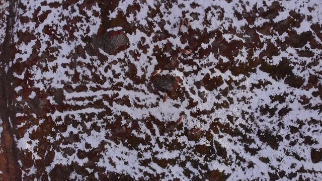 4K Aerial View of Drone Closing in on a Reindeer Herd Eating on the Snow Covered Barren Landscape in Bj&ouml;rkliden, Abisko National Park, Kiruna Municipality, Sweden.