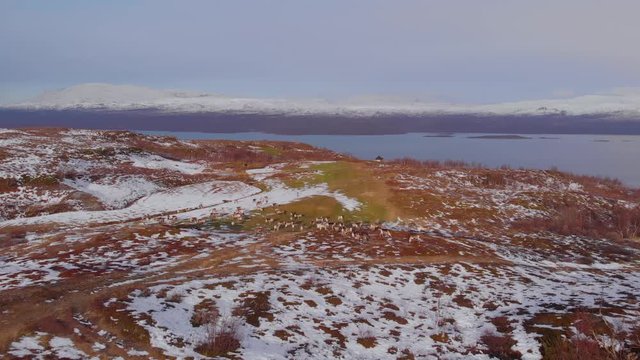 4K Aerial View of a Reindeer Herd Eating in the Snow Covered Barren Landscape and Golf Course with Lake in the Background in Bj&ouml;rkliden, Abisko National Park, Kiruna Municipality, Sweden.