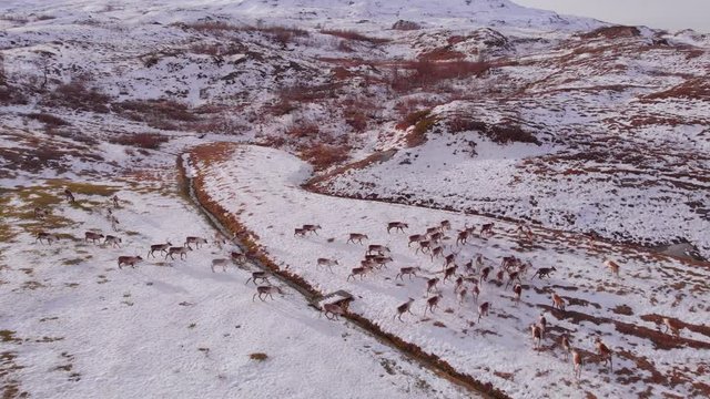 4K Aerial View of a Reindeer Herd Walking Along the Snow Covered Barren Landscape and Golf Course with Lake in the Background in Bj&ouml;rkliden, Abisko National Park, Kiruna Municipality, Sweden.