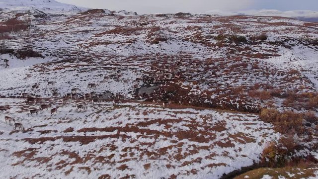 4K Aerial View of a Reindeer Herd Running Along the Snow Covered Barren Landscape in Bj&ouml;rkliden, Abisko National Park, Kiruna Municipality, Sweden.
