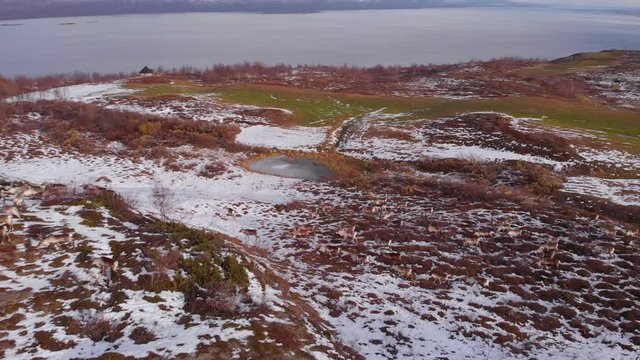 4K Aerial View of a Reindeer Herd Running Along the Snow Covered Barren Landscape and Golf Course with Lake in the Background in Bj&ouml;rkliden, Abisko National Park, Kiruna Municipality, Sweden.