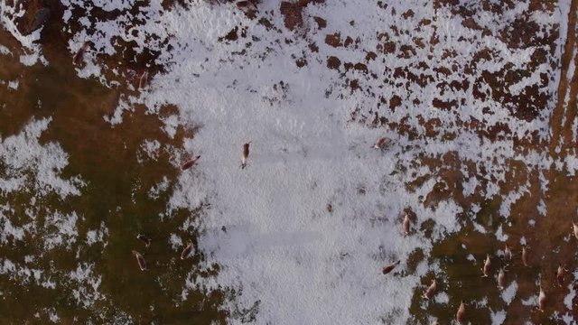 4K Aerial View of a Reindeer Herd Walking on the Snow Covered Barren Landscape in Bj&ouml;rkliden, Abisko National Park, Kiruna Municipality, Sweden.