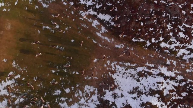 4K Aerial View of a Reindeer Herd Standing in the Snow Covered Barren Landscape in Bj&ouml;rkliden, Abisko National Park, Kiruna Municipality, Sweden.