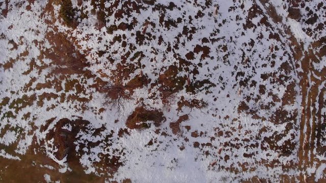 4K Aerial View of Drone Flying away from a Reindeer Herd Walking on a Path Along the Snow Covered Barren Landscape in Bj&ouml;rkliden, Abisko National Park, Kiruna Municipality, Sweden.