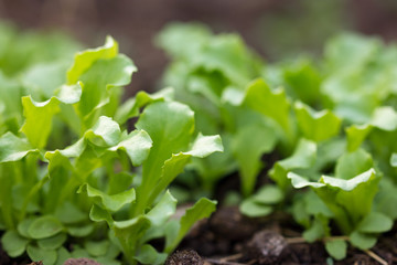 Lettuce seedlings, young radishes.