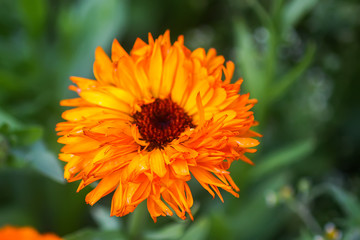 Calendula flower. Calendula officinalis plant.