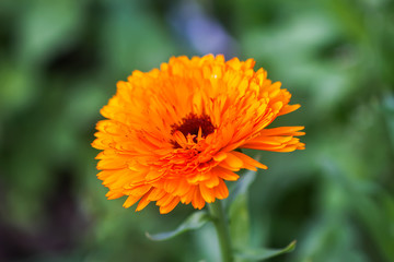 Calendula flower. Calendula officinalis plant.