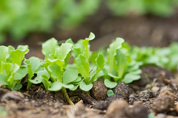 Lettuce seedlings, young radishes.