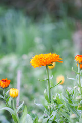 Calendula flower. Calendula officinalis plant.