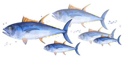 School of bluefin tuna, thunnus thynnus. Hand drawn watercolor blue fishes illustration on white background