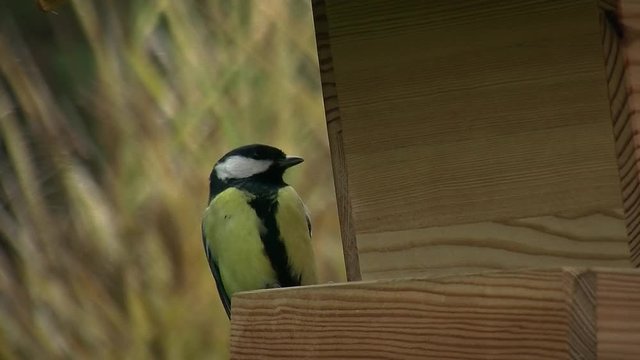 Kohlmeisen und Sperlinge am Vogelhaus (Originalton)