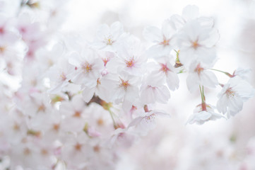 桜2019_16s_00703(DSC_1542_NEF_コピー1)