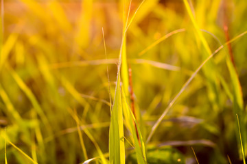 Wild grass in warm golden sunlight. Beautiful summer sunset light in countryside.