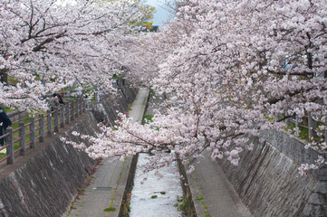 満開の桜 ソメイヨシノ 小川を覆う桜並木 桜2019_18s_00705(DSC_1465_NEF_コピー1)
