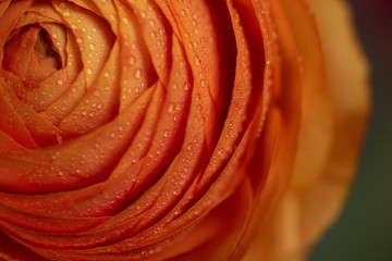 Fototapeta na wymiar orange flower