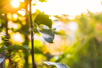 Tree leaves in sunlight