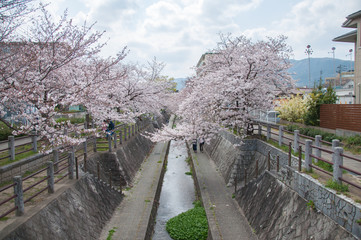 満開の桜 ソメイヨシノ 小川を覆う桜並木 全景 花見客 桜2019_17s_00704(DSC_1466_NEF_コピー1)