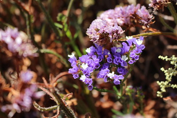 purple wild growing statice flowers