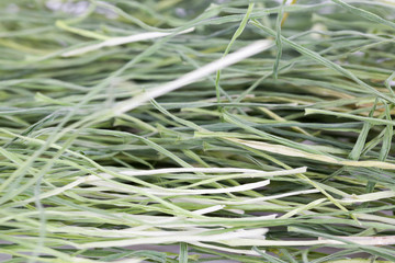 dried long green grass