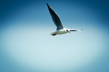 White seagull soaring in the blue sky,Seagull flying