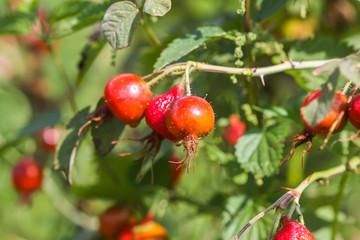 Dog-rose fresh ripe red berries