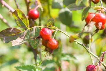 Dog-rose fresh ripe red berries