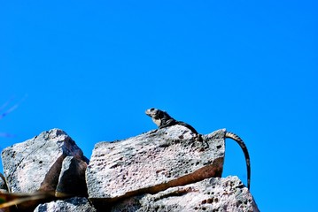Contoy Island, Nature Reserve and Mexican National Wildlife Refuge