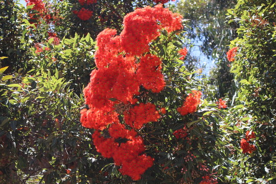 Bunch Of Red Flowering Gumtree Flowers